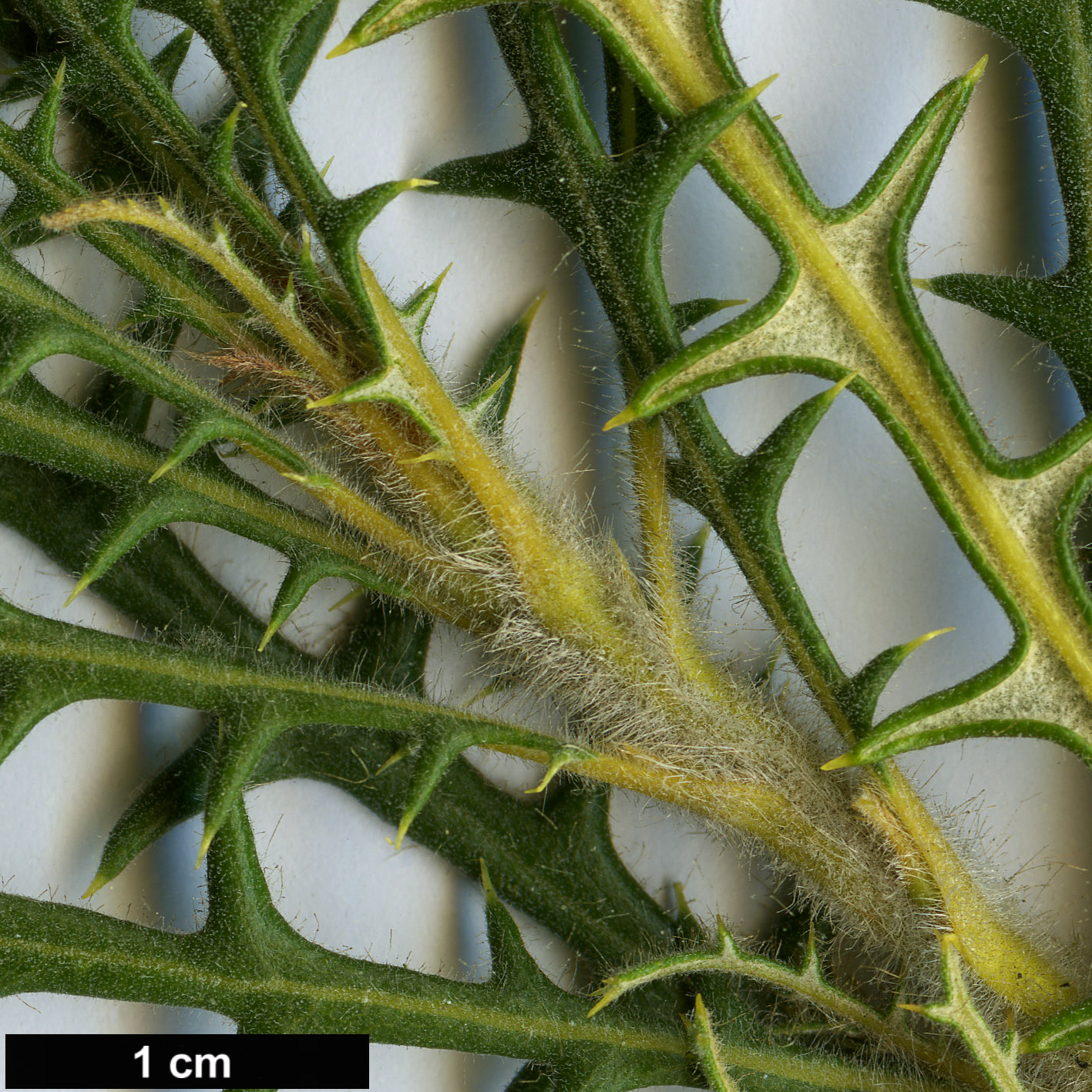 High resolution image: Family: Proteaceae - Genus: Dryandra - Taxon: platycarpa